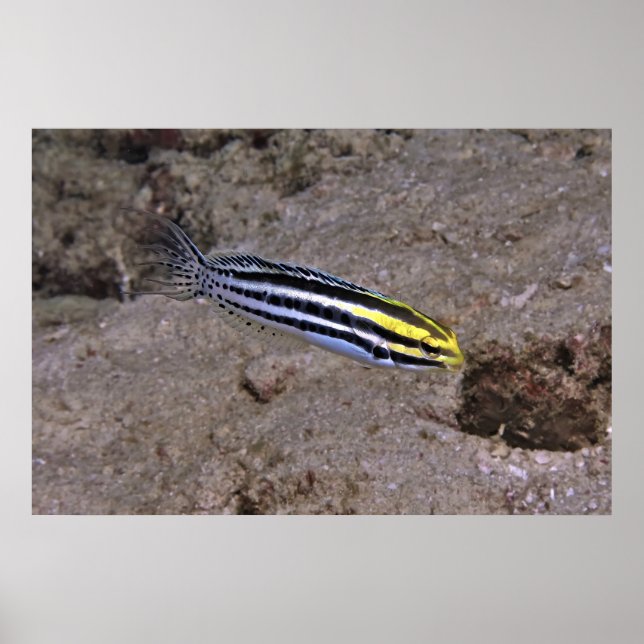Blenny Poster (Vorne)