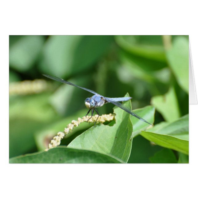 Bleu (Devant horizontal)