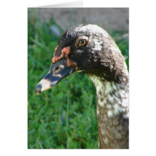 Bleu carré de muscovy Drake