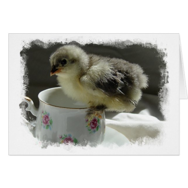 Bleu Cochin Chick sur Teup avec bordure (Devant horizontal)