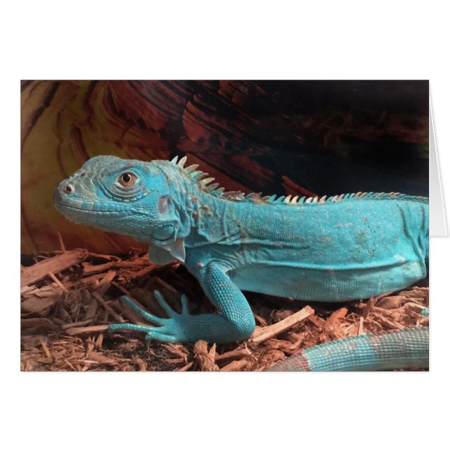 Bleu d'Aqua Iguana (Devant horizontal)