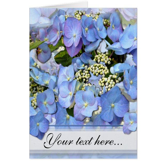 Bleu délicat Lacecap Hydrangée (Devant)