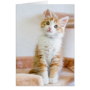 Bleu doux Kitty Eyed