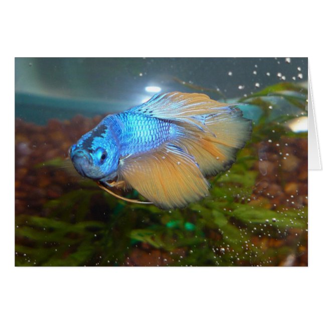 Bleu et or mâle Betta Poisson de combat (Devant horizontal)