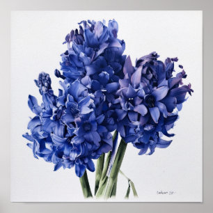 Bleu Hyacinth Flower Art Imprimer Poster