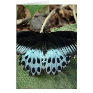 Bleu Iridescente Mormon Papillon