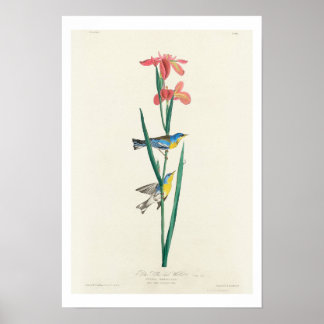 Bleu Jaune Paruline par Audubon Poster