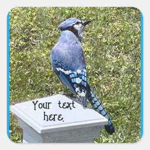 Bleu Jay assis sur le poteau, Stickers personnalis