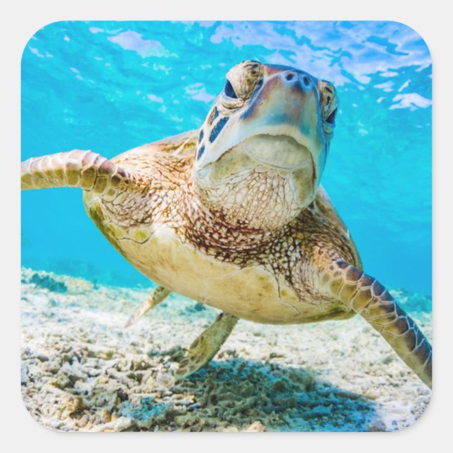 Bleu océan mer tortue face autocollant avant (Devant)