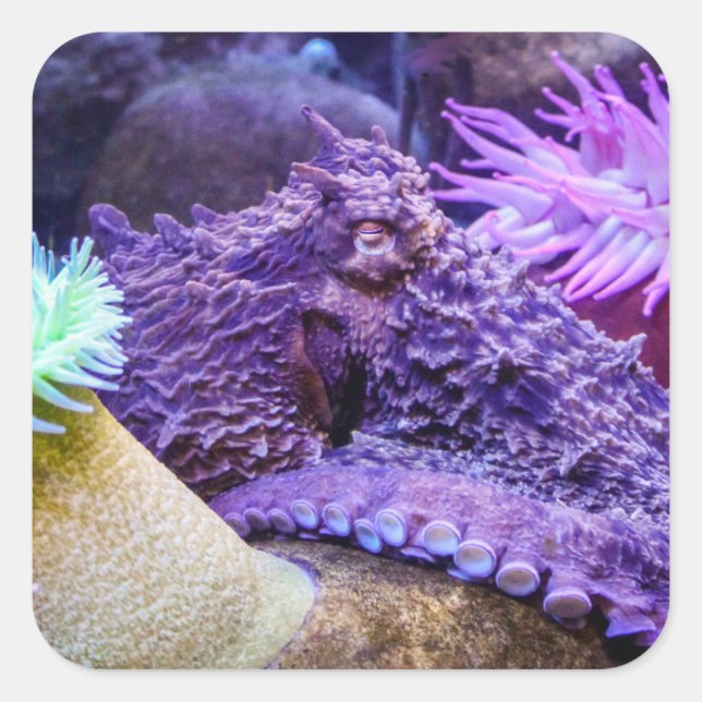 Bleu océan violet poulpe carré autocollant (Devant)
