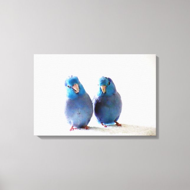 Bleu Oiseaux Pacifique Parrotlet Couple toile enve (Recto)