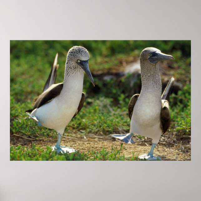 Bleu pieds Boobies poster pieds (Devant)