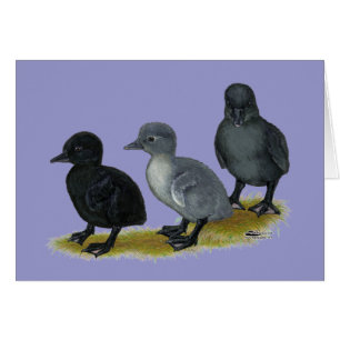 Bleu Runner Ducklings