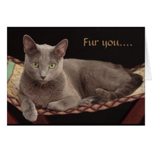 Bleu russe, carte de chat