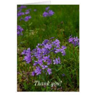 Bleu sauvage Carte de remerciements Phlox
