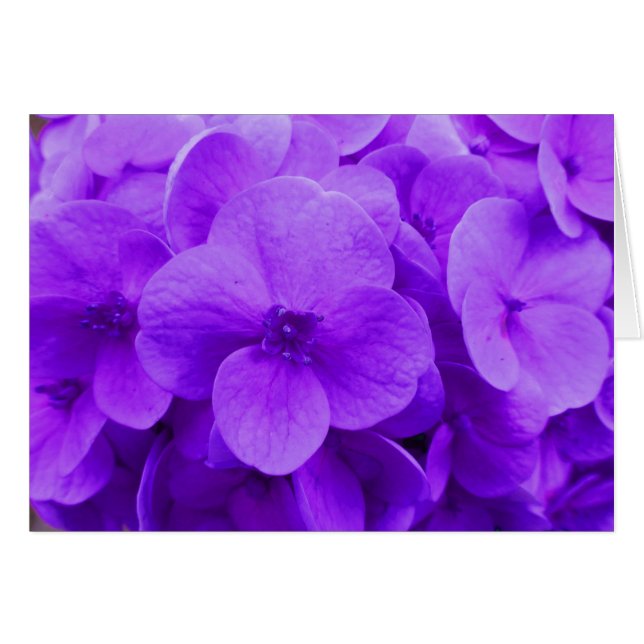 Bleu violet Hydrangea (Devant horizontal)
