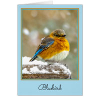 Bleuet de l'Est en neige - Photo originale