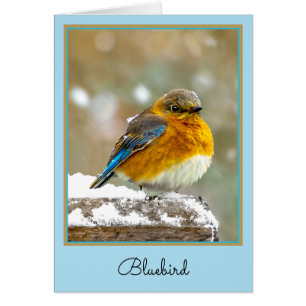 Bleuet de l'Est en neige - Photo originale