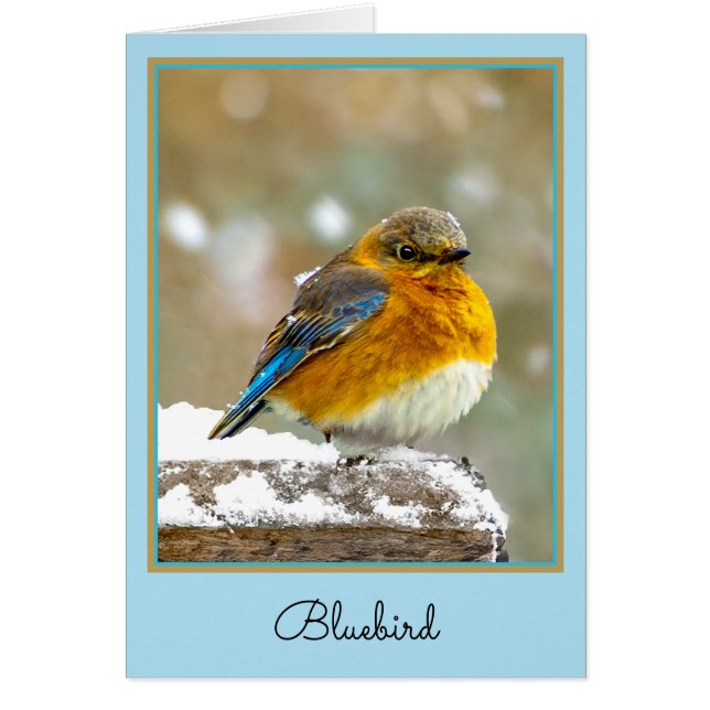 Bleuet de l'Est en neige - Photo originale (Devant)