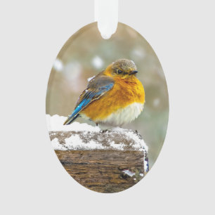 Bleuet de l'Est en neige - Photo originale