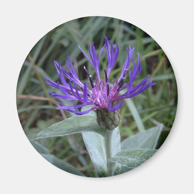 Bleuet Magnet (Vorne)