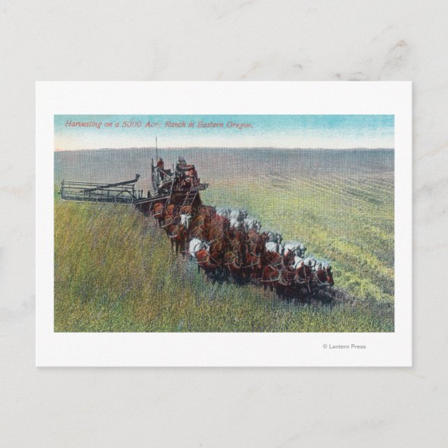 Blick auf Bauer, die mit riesigem Pferd ernten Postkarte (Vorderseite)