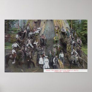 Blick auf Boole, den größten Baum der Welt Poster