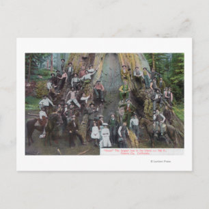 Blick auf Boole, den größten Baum der Welt Postkarte