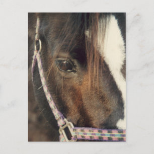 Blick auf das Pferd Postkarte