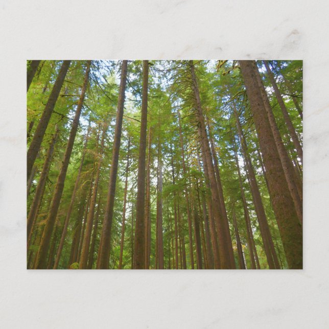 Blick auf den alten Wachstumswald Postkarte (Vorderseite)