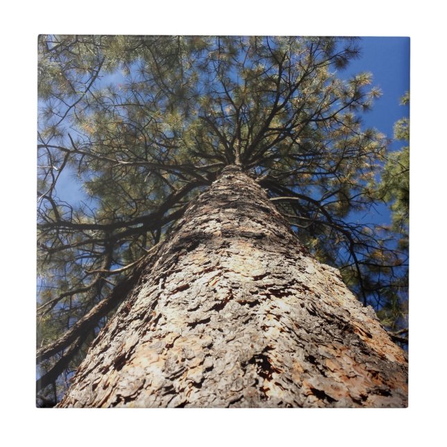 Blick auf den Himmel durch Pine Boughs Fliese (Vorderseite)