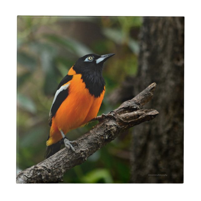 Blick auf den Himmel Fliese (Vorderseite)