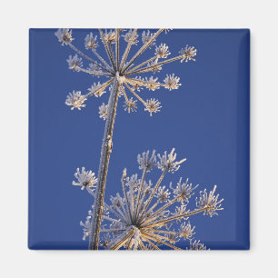 Blick auf den Himmel von Kuh Parsnip im Winter übe Magnet