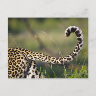 Blick auf den Leoparden-Schwanz (Panthera pardus), Postkarte
