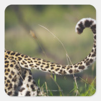 Blick auf den Leoparden-Schwanz (Panthera pardus),