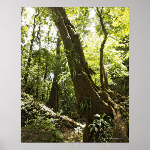 Blick auf den Regenwald, Dominica Poster