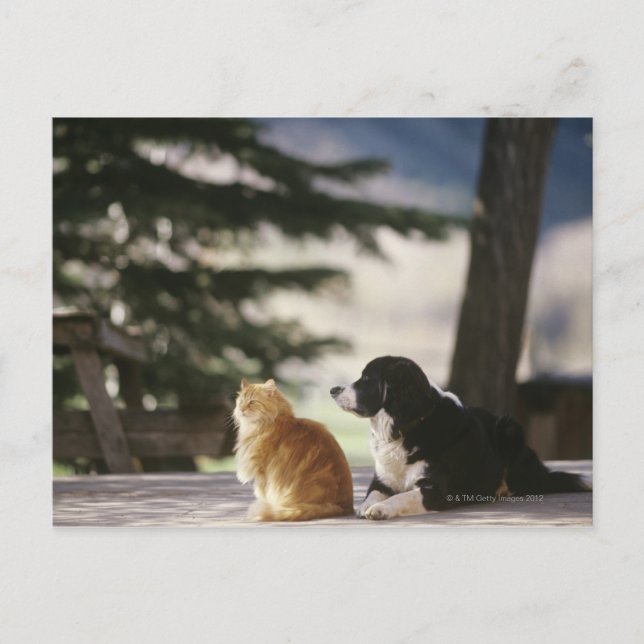Blick auf den Schnee | Western Colorado Postkarte (Vorderseite)