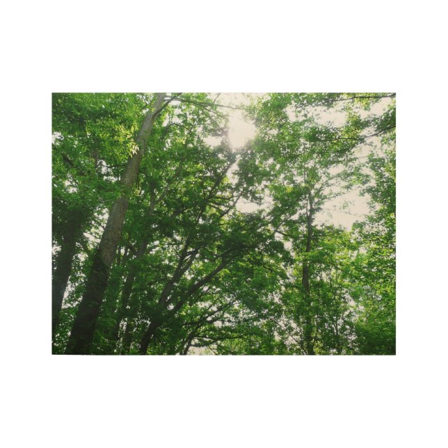 Blick auf die Bäume des Sommers Holzposter (Vorderseite)