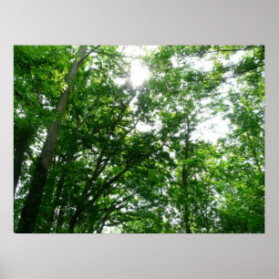 Blick auf die Bäume des Sommers Poster