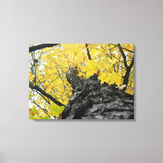 Blick auf die gelben Herbstlaub Leinwanddruck