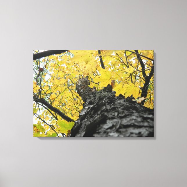 Blick auf die gelben Herbstlaub Leinwanddruck (Vorderseite)