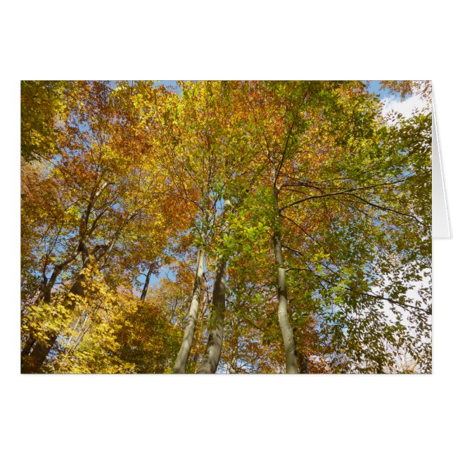 Blick auf die Herbstlaub III farbenfrohe Foliage (Vorderseite (Horizontal))