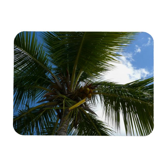 Blick auf die tropische Natur der Kokospalme Magnet (Horizontal)