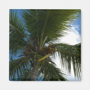 Blick auf die tropische Natur der Kokospalme Magnet