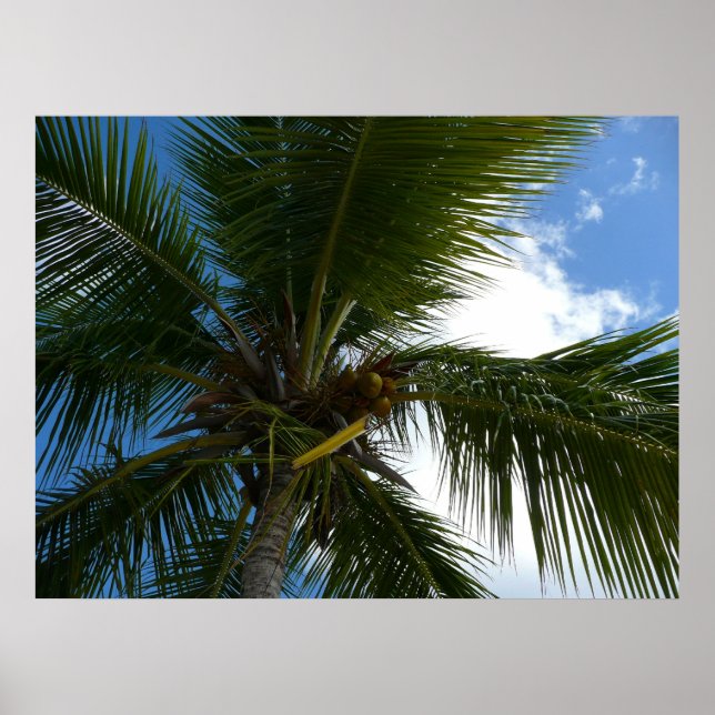 Blick auf die tropische Natur der Kokospalme Poster (Vorne)