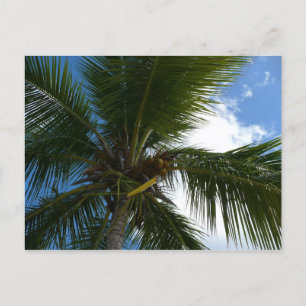 Blick auf die tropische Natur der Kokospalme Postkarte