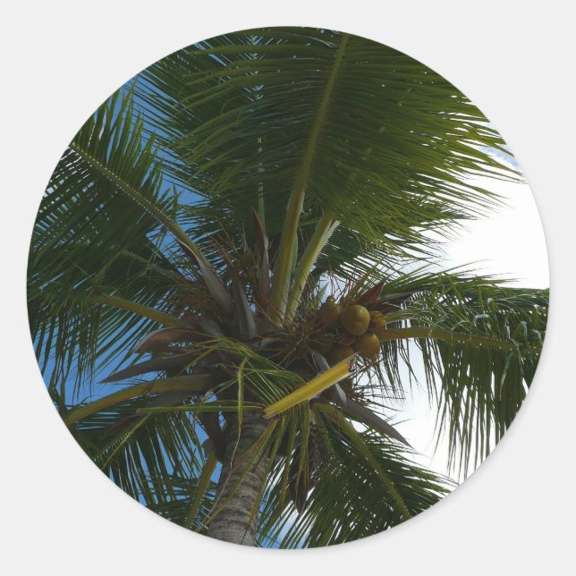 Blick auf die tropische Natur der Kokospalme Runder Aufkleber (Vorderseite)