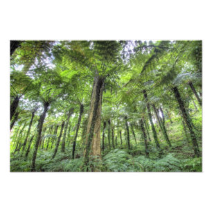 Blick auf die Vegetation im Bali Botanischen Garte Fotodruck