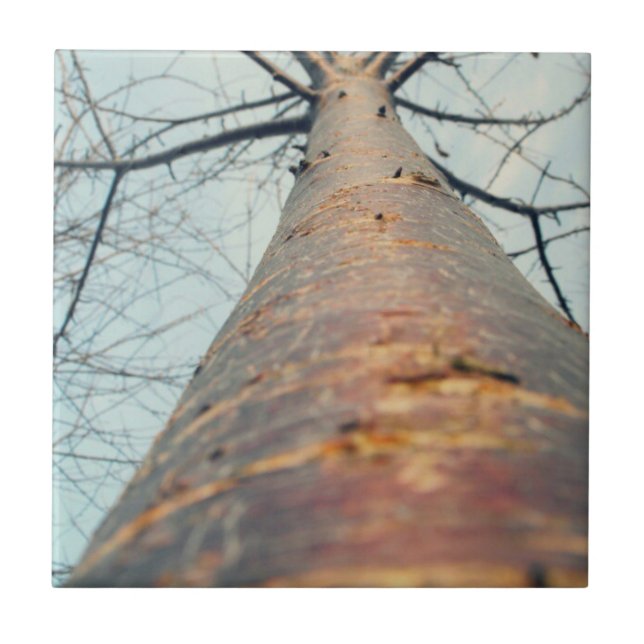 Blick auf einen Baum Fliese (Vorderseite)