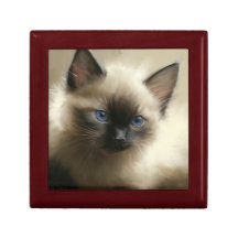 Blick auf Unschuld Siam Kitten Portrait